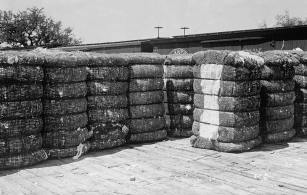 cotton-bales